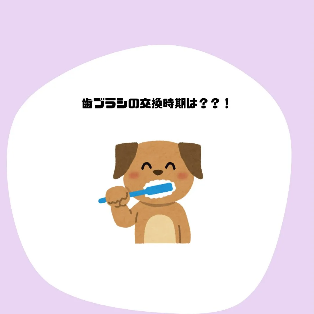 歯ブラシの交換時期について👑
